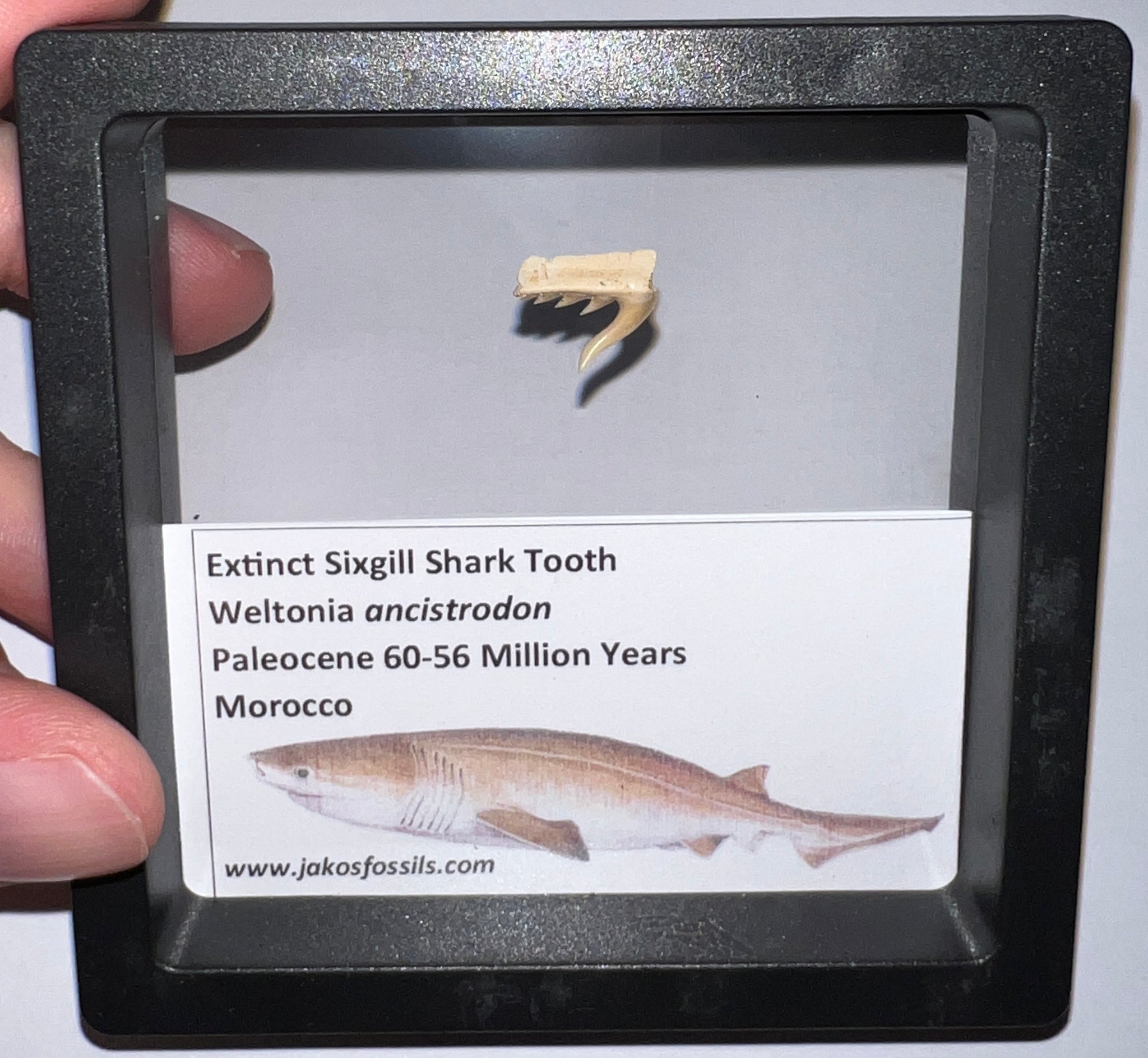 しゃーく Sixgill/ Sevengill Cow Shark – Jako's Fossil Emporium