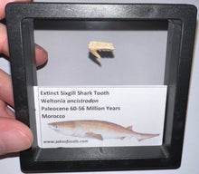 Load image into Gallery viewer, Framed Fossil Extinct Sixgill Shark Teeth with info card Weltonia One Per Order
