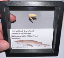 Load image into Gallery viewer, Framed Fossil Extinct Sixgill Shark Teeth with info card Weltonia One Per Order
