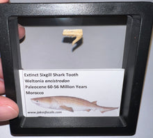 Load image into Gallery viewer, Framed Fossil Extinct Sixgill Shark Teeth with info card Weltonia One Per Order

