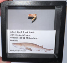 Load image into Gallery viewer, Framed Fossil Extinct Sixgill Shark Teeth with info card Weltonia One Per Order
