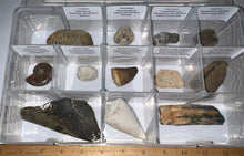 Load image into Gallery viewer, Large Beginner Collection of 12 labeled Fossils in a clear case. Includes Partial Megalodon Tooth, Trilobite, Mosasaur Tooth and more!
