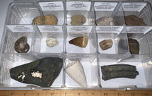 Load image into Gallery viewer, Large Beginner Collection of 12 labeled Fossils in a clear case. Includes Partial Megalodon Tooth, Trilobite, Mosasaur Tooth and more!

