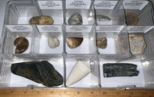 Load image into Gallery viewer, Large Beginner Collection of 12 labeled Fossils in a clear case. Includes Partial Megalodon Tooth, Trilobite, Mosasaur Tooth and more!
