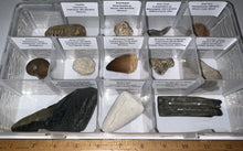 Load image into Gallery viewer, Large Beginner Collection of 12 labeled Fossils in a clear case. Includes Partial Megalodon Tooth, Trilobite, Mosasaur Tooth and more!
