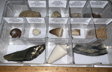 Load image into Gallery viewer, Large Beginner Collection of 12 labeled Fossils in a clear case. Includes Partial Megalodon Tooth, Trilobite, Mosasaur Tooth and more!
