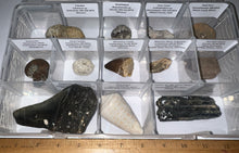 Load image into Gallery viewer, Large Beginner Collection of 12 labeled Fossils in a clear case. Includes Partial Megalodon Tooth, Trilobite, Mosasaur Tooth and more!
