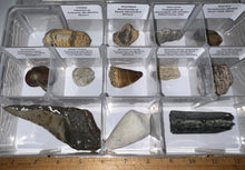 Load image into Gallery viewer, Large Beginner Collection of 12 labeled Fossils in a clear case. Includes Partial Megalodon Tooth, Trilobite, Mosasaur Tooth and more!
