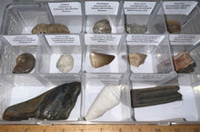 Load image into Gallery viewer, Large Beginner Collection of 12 labeled Fossils in a clear case. Includes Partial Megalodon Tooth, Trilobite, Mosasaur Tooth and more!
