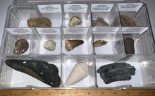 Load image into Gallery viewer, Large Beginner Collection of 12 labeled Fossils in a clear case. Includes Partial Megalodon Tooth, Trilobite, Mosasaur Tooth and more!
