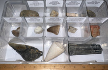 Load image into Gallery viewer, Large Beginner Collection of 12 labeled Fossils in a clear case. Includes Partial Megalodon Tooth, Trilobite, Mosasaur Tooth and more!
