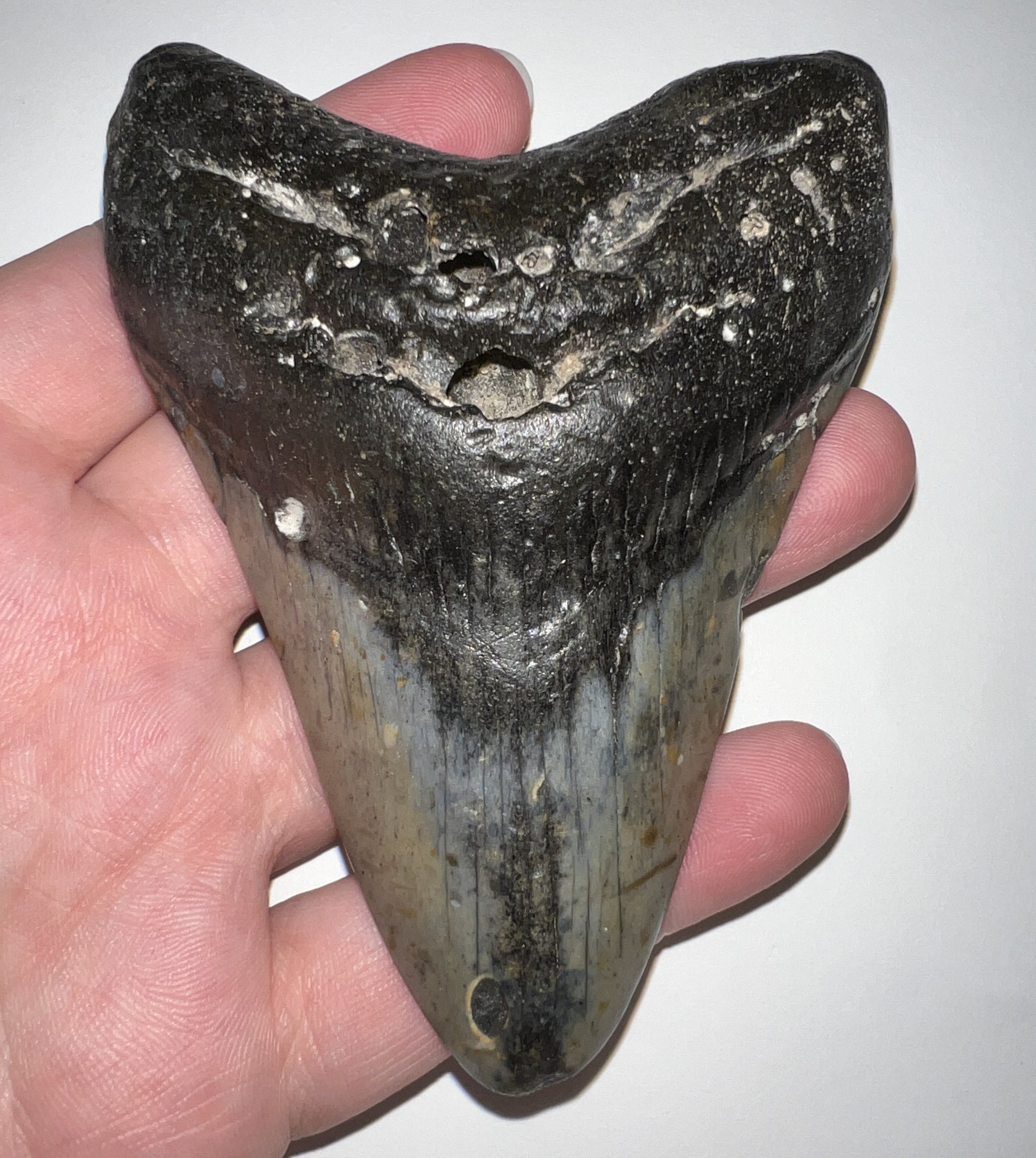 Large Megalodon Fossil Shark Tooth 4.3 Inches! Not Repaired!