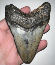 Load image into Gallery viewer, Large Megalodon Fossil Shark Tooth 4.3 Inches! Not Repaired!
