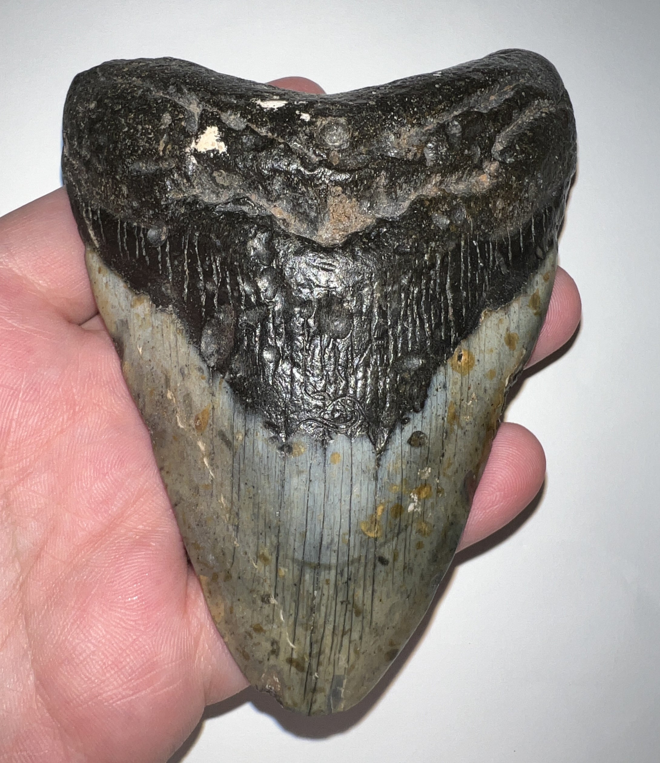 Huge Megalodon Shark Tooth 4.62 Inches! Not Repaired!