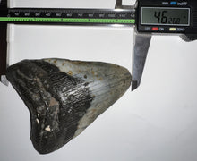 Load image into Gallery viewer, Huge Megalodon Shark Tooth 4.62 Inches! Not Repaired!
