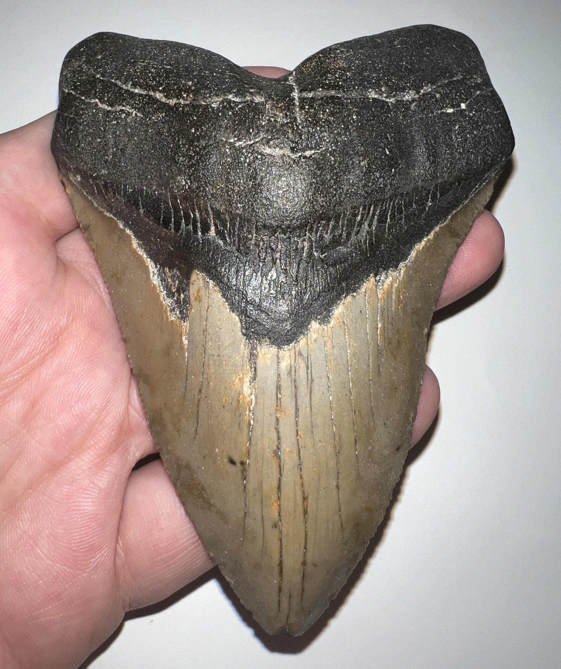 Large Megalodon Fossil Shark Tooth 4.39 Inches Great Serrations! Not Repaired!