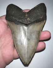 Load image into Gallery viewer, Large Megalodon Fossil Shark Tooth 4.39 Inches Great Serrations! Not Repaired!
