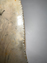 Load image into Gallery viewer, Large Megalodon Fossil Shark Tooth 4.39 Inches Great Serrations! Not Repaired!
