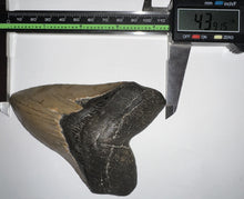 Load image into Gallery viewer, Large Megalodon Fossil Shark Tooth 4.39 Inches Great Serrations! Not Repaired!
