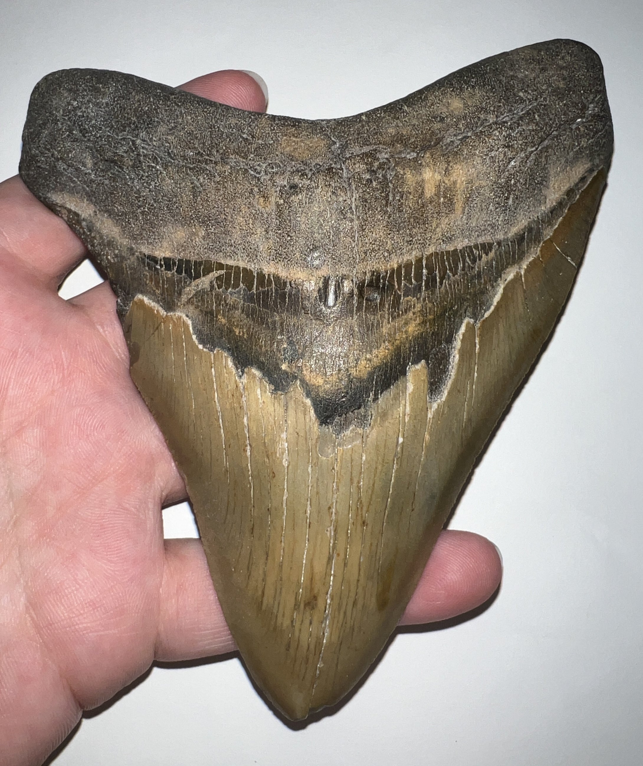 HUGE Megalodon Fossil Shark Tooth 5.57 Inches Fantastic Serrations! Not Repaired!