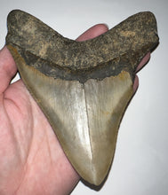 Load image into Gallery viewer, HUGE Megalodon Fossil Shark Tooth 5.57 Inches Fantastic Serrations! Not Repaired!
