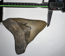 Load image into Gallery viewer, HUGE Megalodon Fossil Shark Tooth 5.57 Inches Fantastic Serrations! Not Repaired!
