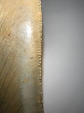 Load image into Gallery viewer, HUGE Megalodon Fossil Shark Tooth 5.57 Inches Fantastic Serrations! Not Repaired!
