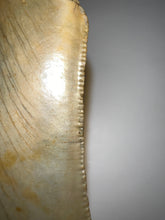 Load image into Gallery viewer, HUGE Megalodon Fossil Shark Tooth 5.57 Inches Fantastic Serrations! Not Repaired!
