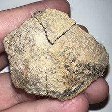 Load image into Gallery viewer, Pachycephalosaurus Fossil Dome Piece 1.93 Inches
