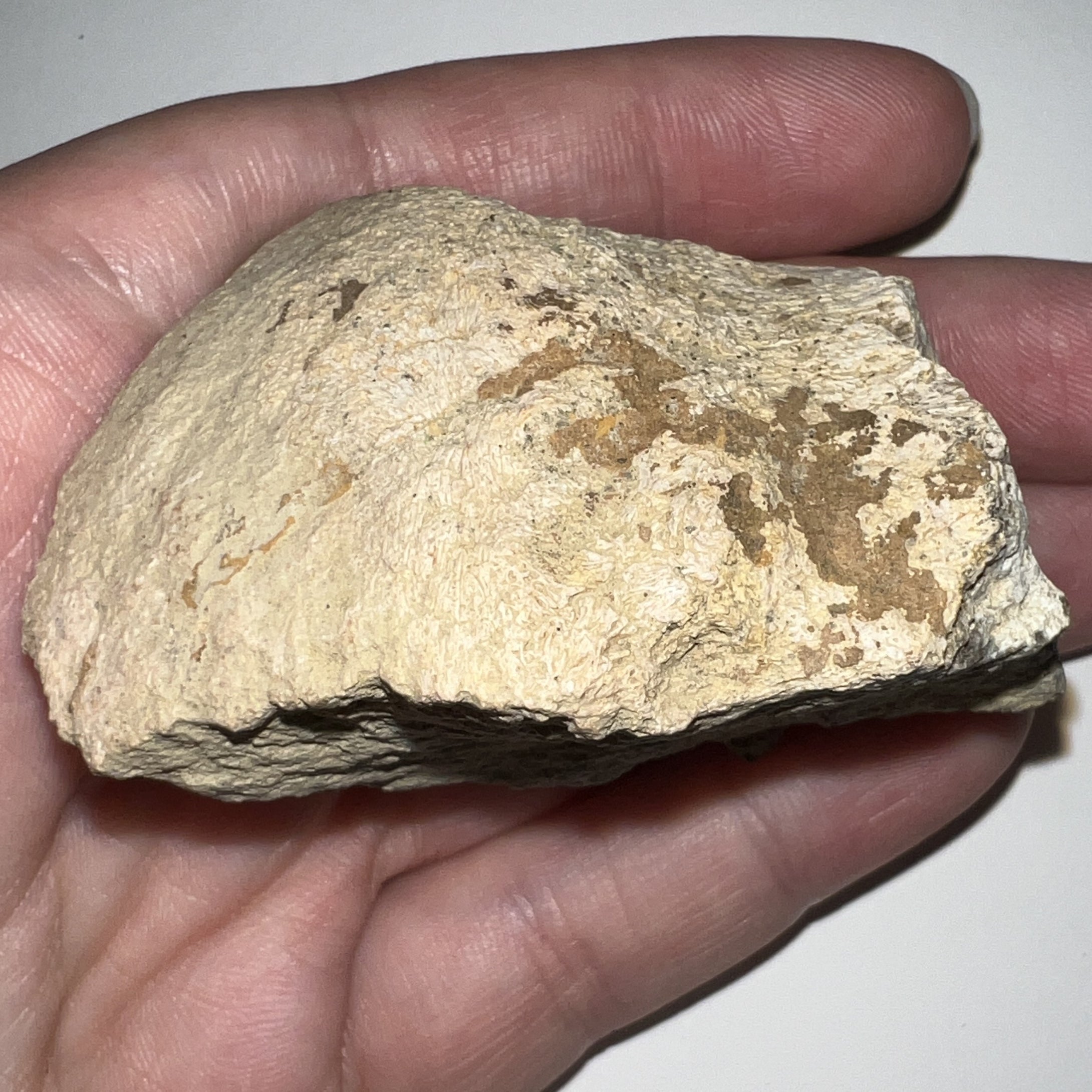 Pachycephalosaurus Fossil Dome Piece 2.54 Inches