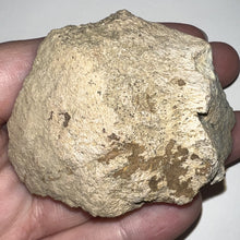 Load image into Gallery viewer, Pachycephalosaurus Fossil Dome Piece 2.54 Inches
