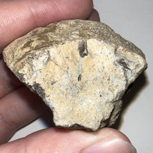 Load image into Gallery viewer, Pachycephalosaurus Fossil Dome Piece 2.54 Inches
