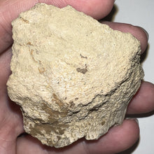 Load image into Gallery viewer, Pachycephalosaurus Fossil Dome Piece 2.54 Inches
