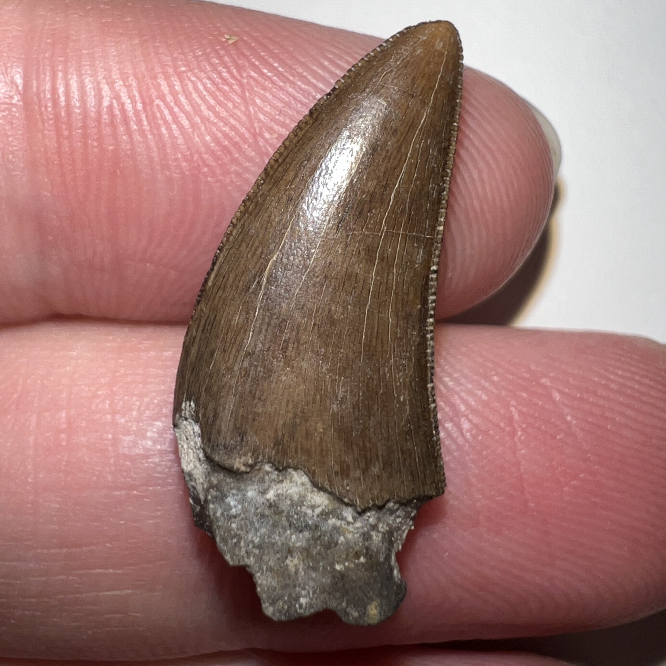 Nanotyrannus Fossil Tooth .94 Inches with No Repair