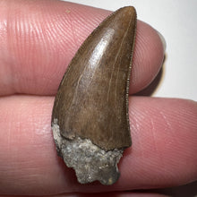 Load image into Gallery viewer, Nanotyrannus Fossil Tooth .94 Inches with No Repair
