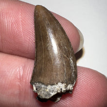 Load image into Gallery viewer, Nanotyrannus Fossil Tooth .94 Inches with No Repair
