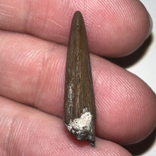 Load image into Gallery viewer, Nanotyrannus Fossil Tooth .94 Inches with No Repair
