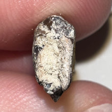 Load image into Gallery viewer, Nanotyrannus Fossil Tooth .94 Inches with No Repair
