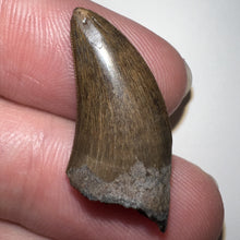 Load image into Gallery viewer, Nanotyrannus Fossil Tooth 1+ Inches with No Repair
