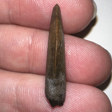 Load image into Gallery viewer, Nanotyrannus Fossil Tooth 1+ Inches with No Repair
