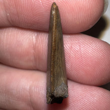 Load image into Gallery viewer, Nanotyrannus Fossil Tooth 1+ Inches with No Repair
