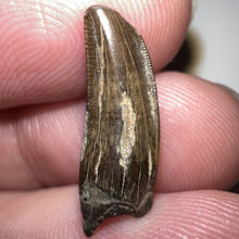 Load image into Gallery viewer, Tyrannosaurus Rex Fossil Juvenile Tooth .67 Inches NO REPAIR!
