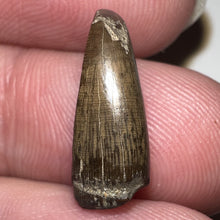 Load image into Gallery viewer, Tyrannosaurus Rex Fossil Juvenile Tooth .67 Inches NO REPAIR!
