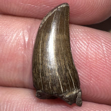 Load image into Gallery viewer, Tyrannosaurus Rex Fossil Juvenile Tooth .67 Inches NO REPAIR!
