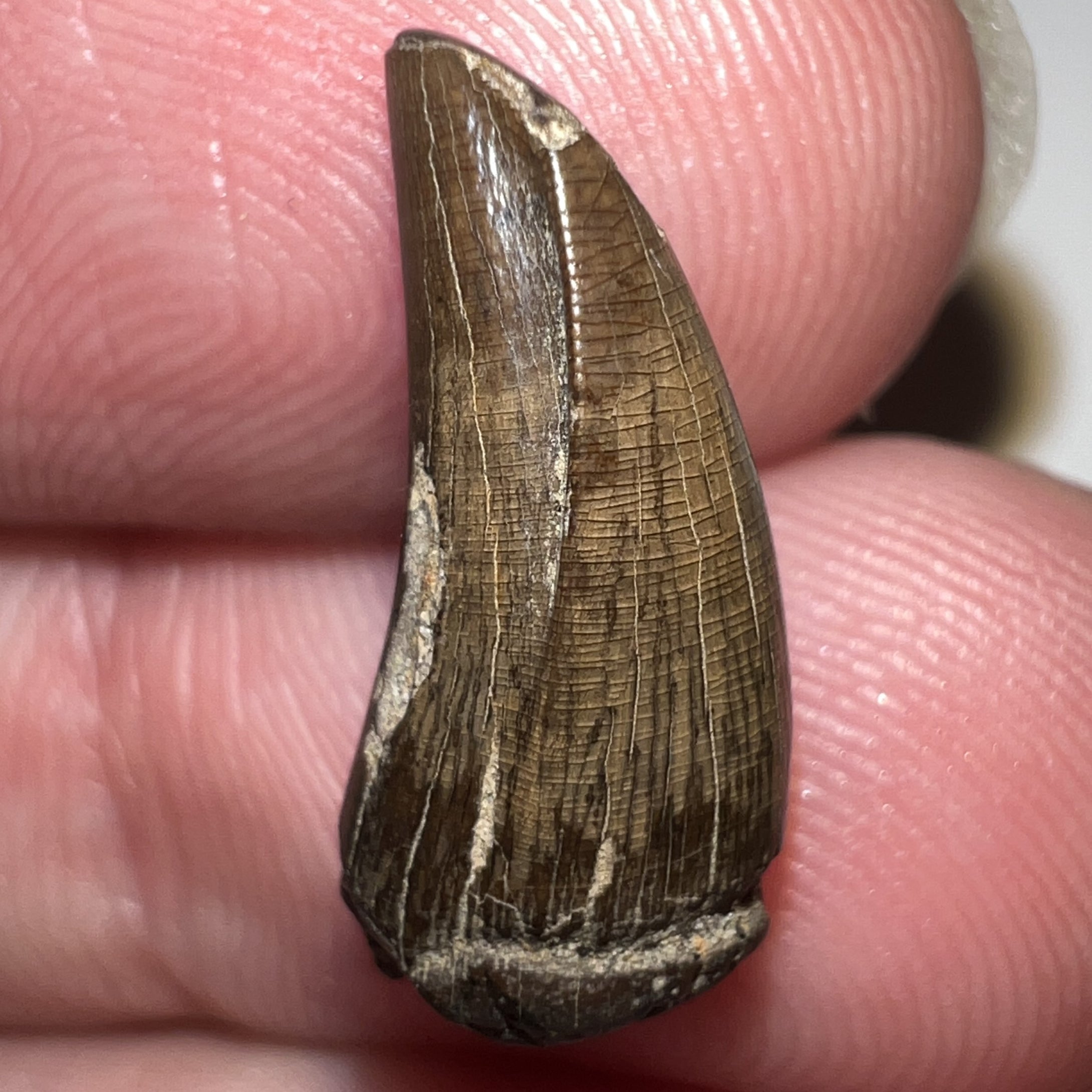 Tyrannosaurus Rex Fossil Juvenile Tooth .67 Inches NO REPAIR!