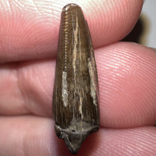 Load image into Gallery viewer, Tyrannosaurus Rex Fossil Juvenile Tooth .67 Inches NO REPAIR!
