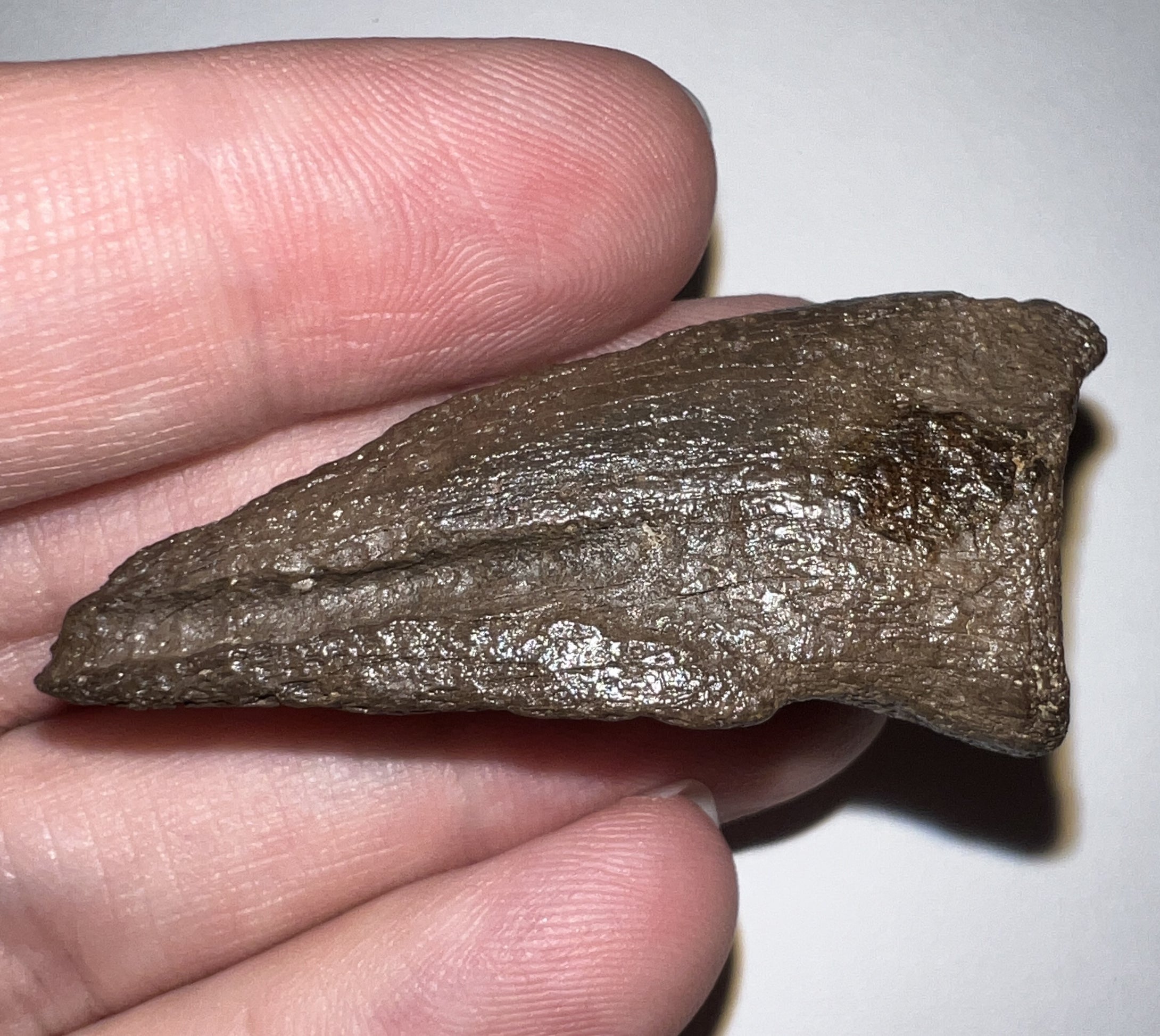 Rare Struthiomimus Claw from the Hell Creek 2.06 Inches! No Repair