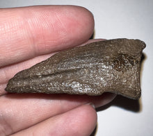 Load image into Gallery viewer, Rare Struthiomimus Claw from the Hell Creek 2.06 Inches! No Repair
