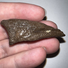 Load image into Gallery viewer, Rare Struthiomimus Claw from the Hell Creek 2.06 Inches! No Repair

