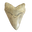 Jako's Fossils logo